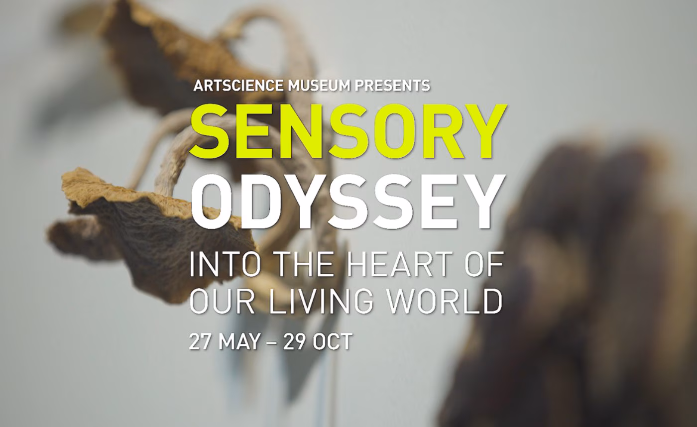 Sensory Odyssey